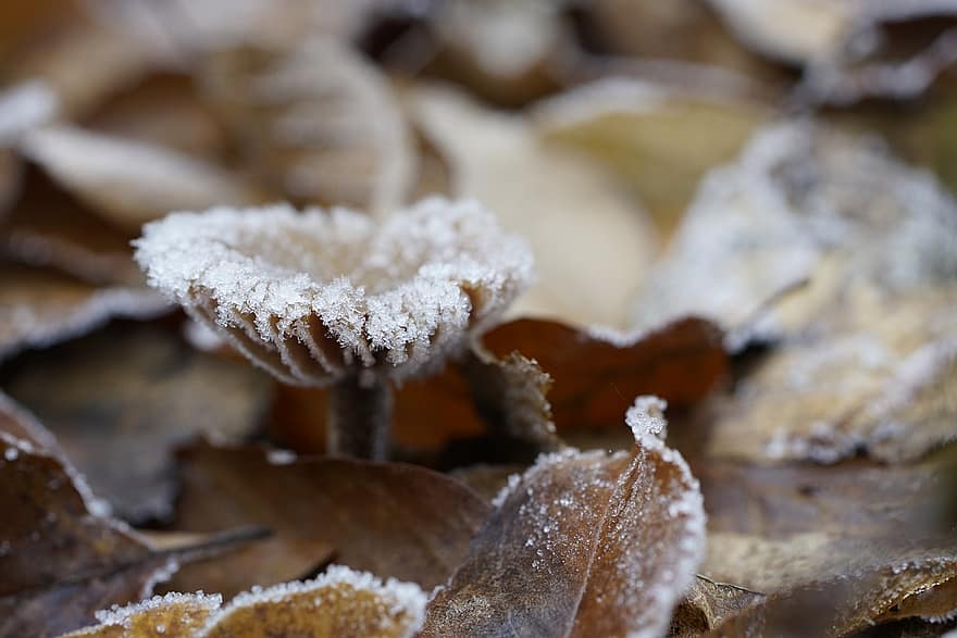 Mushroom, Frost, Winter, Ice Crystals, Forest, Leaves, Foliage, close-up, leaf, season, autumn