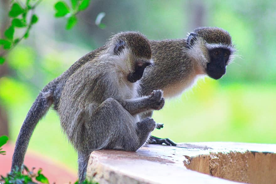 uganda, beždžionių, primatai, laukinės gamtos, primatas, beždžionė, gyvūnams, Afrika, mielas, atogrąžų miškai, miškas