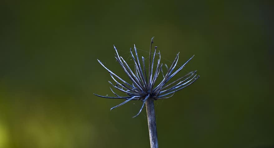 Weed Flower, Bush Spikes, pavučina, pavoučí síť, web, flóra, Web Na Květu, rostlina, botanika, zblízka, bokeh