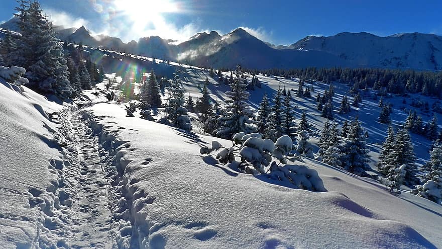 Winter, The Path, Trail, Landscape