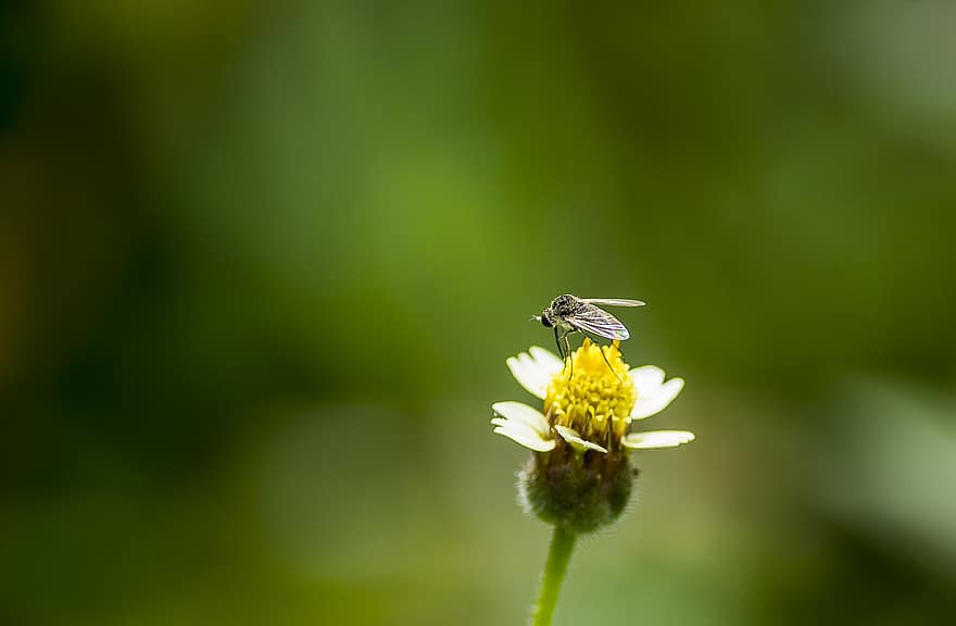 Insect, Fly, Pollination, Entomology, Flower, Macro, Nature, close-up, green color, summer, plant
