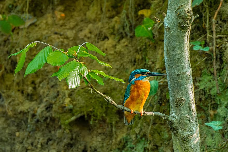 Bird, Kingfisher, Plumage, Tree, Branch, Nature, Landscape, Forest, Wildlife, Spring, Bird Watching