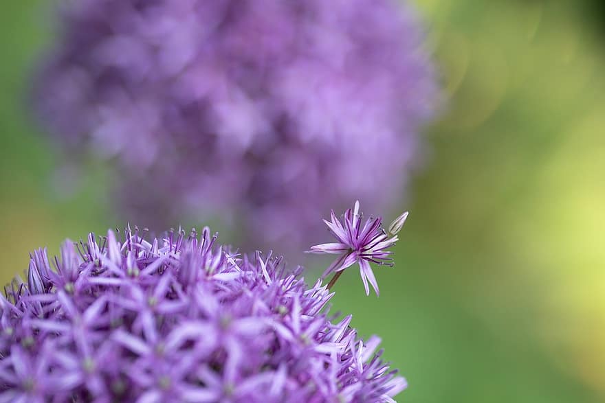 cebolla ornamental, allium, flor Purpura, flor, jardín, naturaleza, de cerca, púrpura, planta, verano, macro