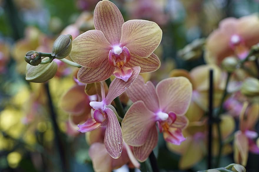 orchideeën, bloemen, tuin-, natuur, fabriek, detailopname, orchidee, blad, bloem, bloemhoofd, bloemblad