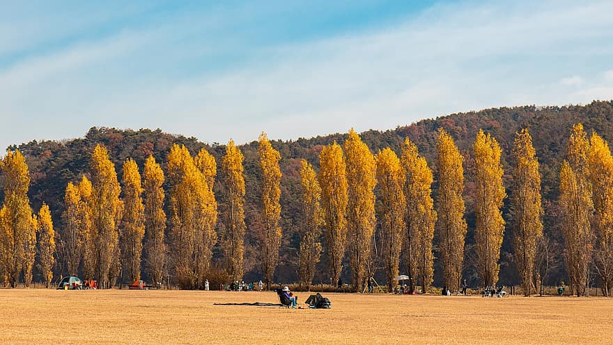 Korea Południowa, las, jesień, gangwon-do, spadek, krajobraz, żółty, drzewo, pora roku, liść, scena wiejska