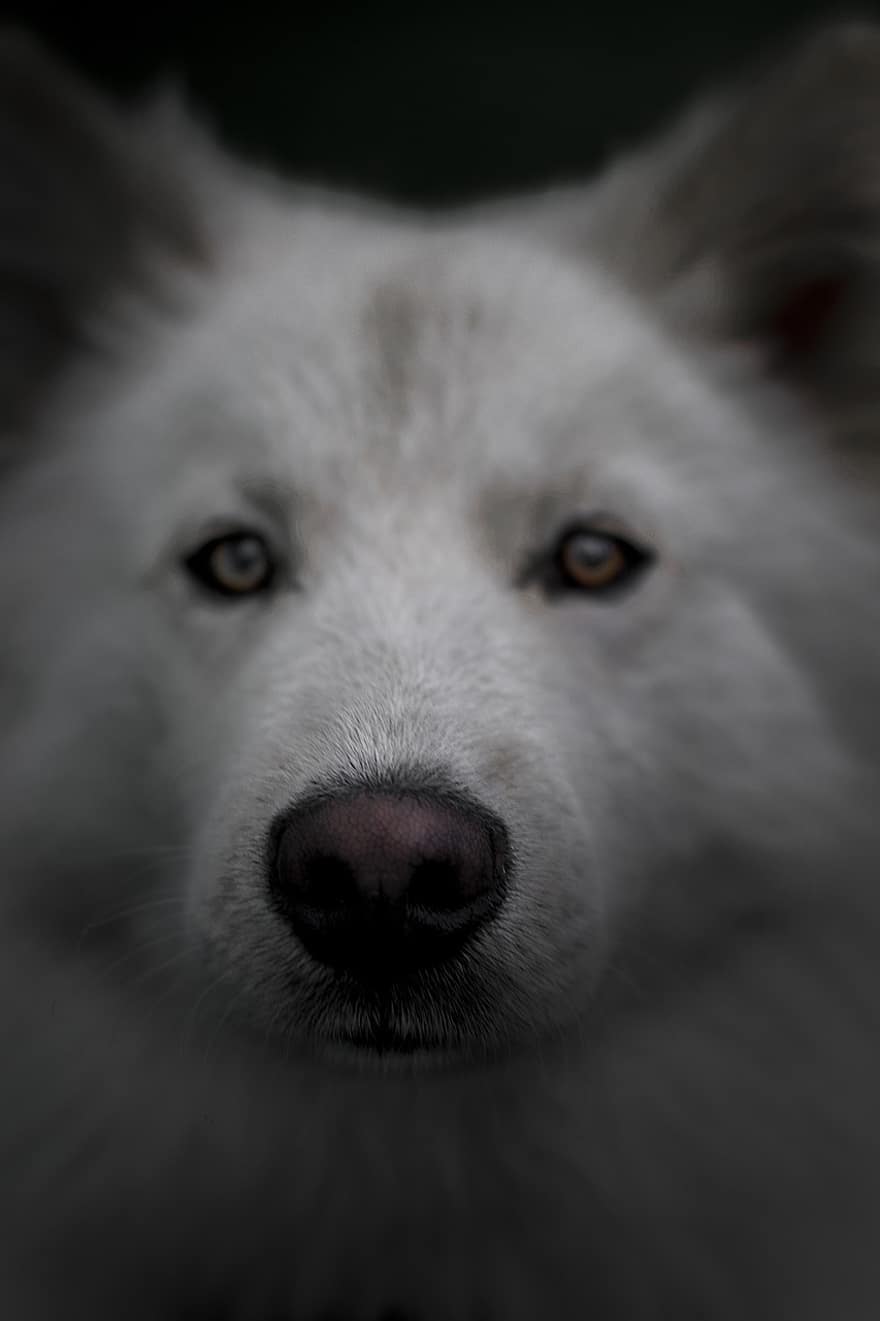 الكلب ، أبيض ، ذئب