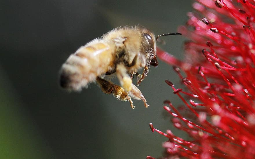 abeille, insecte, en volant