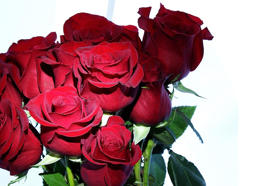 roses, bouquet, flors, amor, novel·la, romàntic, flor, regal, florir, pètals, casament