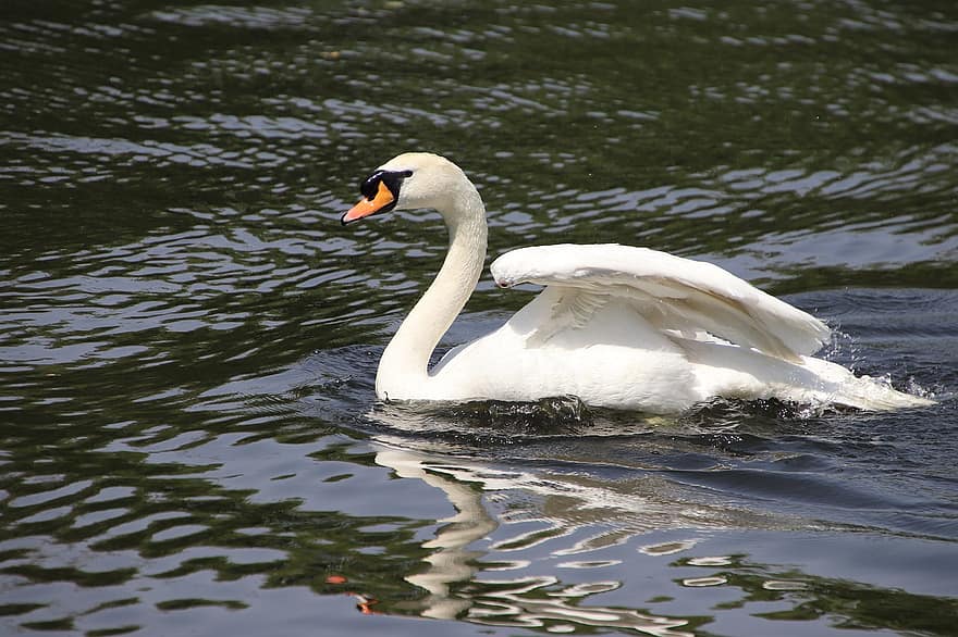 Swan, Bird, Lake, White Swan, Water Bird, Aquatic Bird, Waterfowl, Animal, Swimming, Reflection, Pond