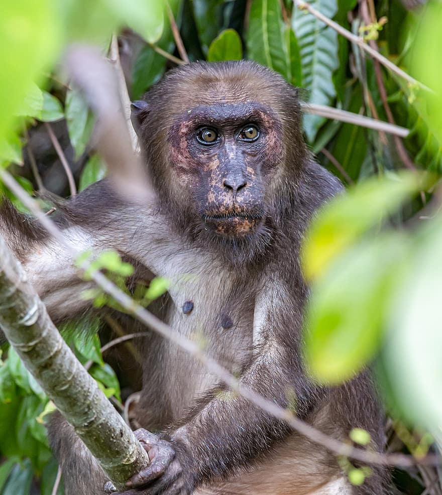kanto-tailed-makaki, makakit, eläin, macaca arctoides, Karhu Macaque, apina, nisäkäs, villieläimet, kädellinen, puu, istuva