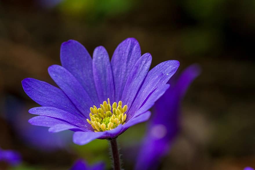 anemone, blomst, anlegg, blomstre, violett blomst, petals, vår, natur, nærbilde, petal, sommer