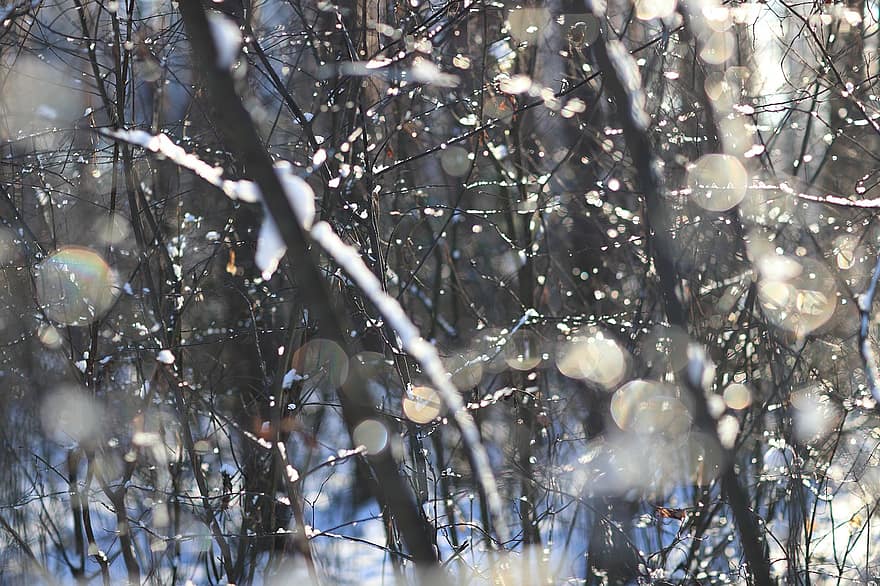 Branches, Snow, Winter, Snowfall, Bush, Trees, Cold, Frost, Nature, Snowscape, backgrounds
