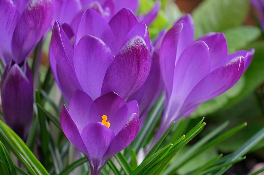 フラワーズ、クロッカス、花びら、工場、花、春、閉じる、フラワーヘッド、花弁、葉、紫の