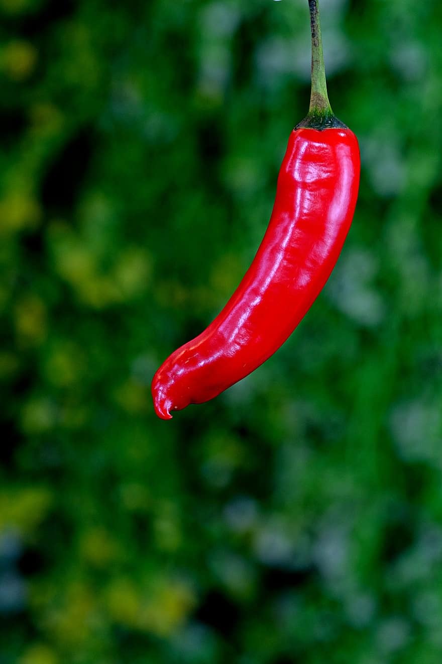 spaanse peper, gekruid, groente, rode Chili, heet, fruit, natuur, detailopname