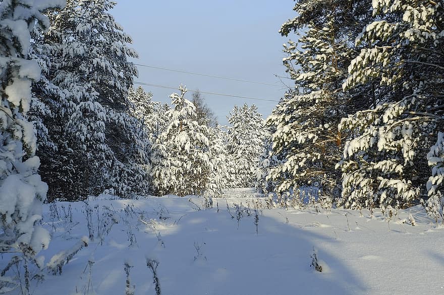 ziemā, sniegs, sala, Krievija, Ziemassvētki, auksts, raksturs, ainavu, koki, fona, apgaismojums