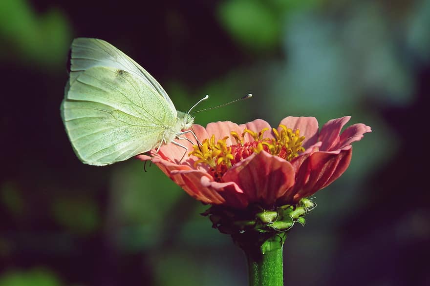 Butterfly, Insect, Zinnia, Flower, Pink Zinnia, Pink Flower, Nature, Garden, Closeup, Petals, Pollens