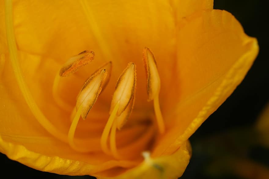 daylily, sárga