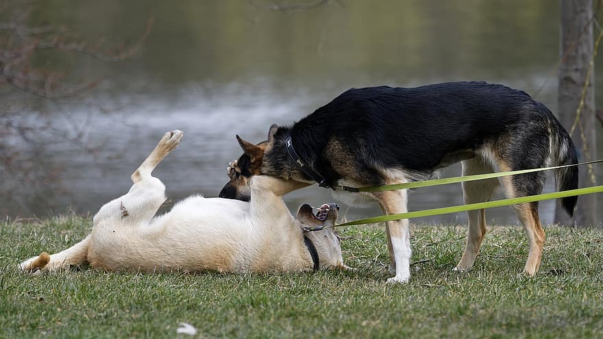 cachorros, pets, trela, jogando, grama, beira do lago, natureza, parque, Parque de cães, canino, cão