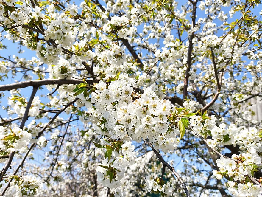 sakura, květiny, třešňové květy, bílé okvětní lístky, okvětní lístky, květ, Příroda