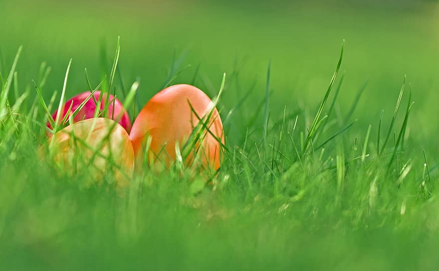 Ostereier, Gras, Wiese, Ostern, gefärbte Eier, Eier, Frühling, grüne Farbe, mehrfarbig, Jahreszeit, Nahansicht