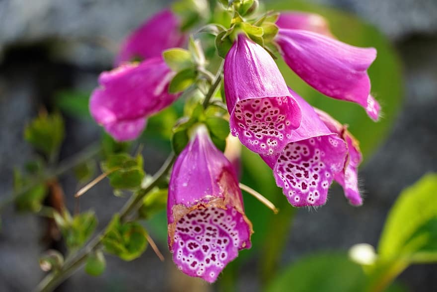 Purple Flowers, Bloom, Purple Petals, Blossom, Flora, Floriculture, Horticulture, Botany, Nature