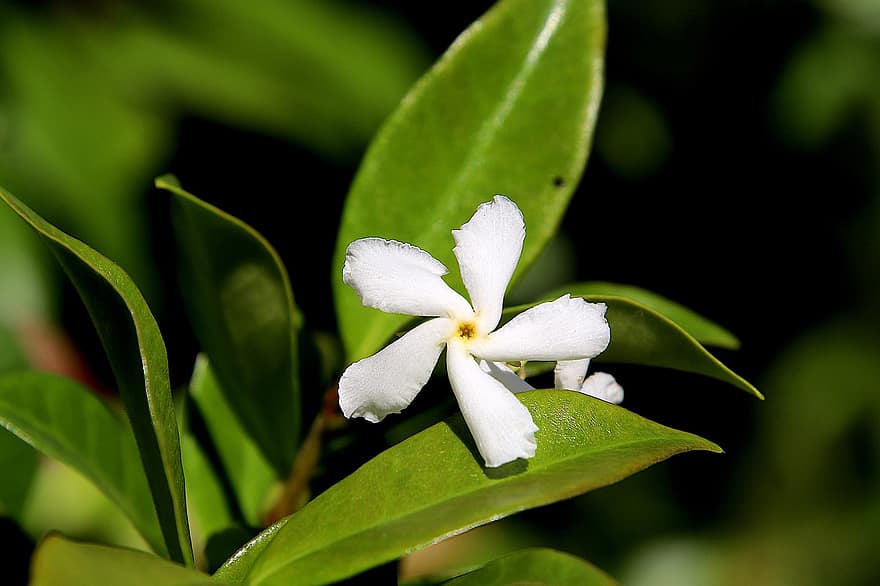 Jasmine, Flower, Plant, White Flower, Petals, Bloom, Leaves, Garden, Nature