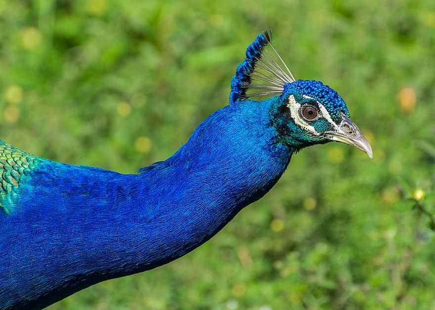 peafowl indiano, pavone, uccello, capo, becco, conto, piume, peafowl blu, animale, natura, tropicale