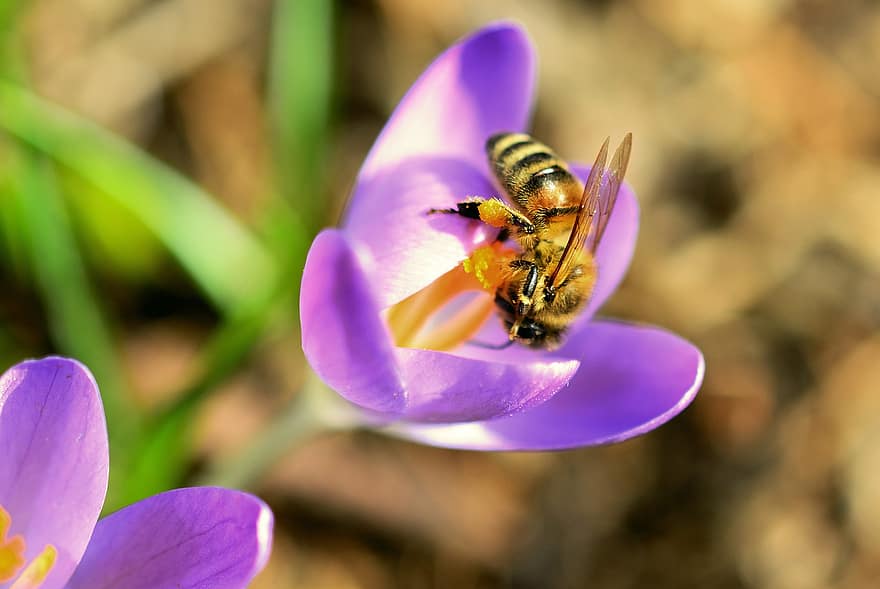 бджола, квітка, пилок, нектар, комаха, медоносна бджола, крокус, запилення, макрос, запилюють, крилате комаха