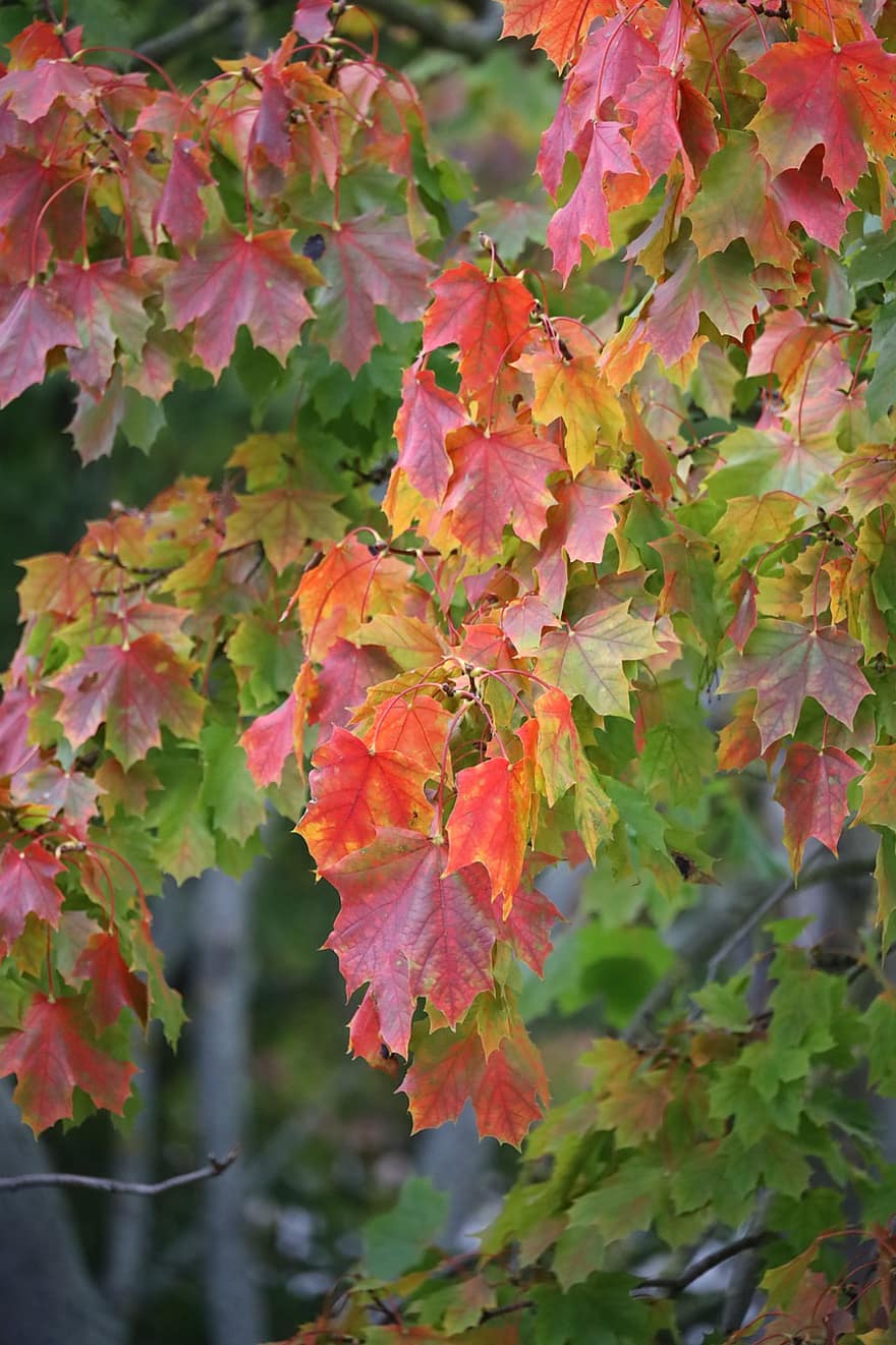 pohon, musim gugur, alam, maple, Daun-daun