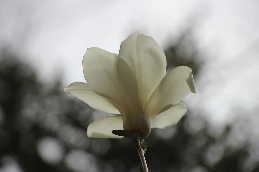 magnolia, flor, planta, pétalos, floración, planta floreciendo, planta ornamental, flora, naturaleza, jardín, de cerca
