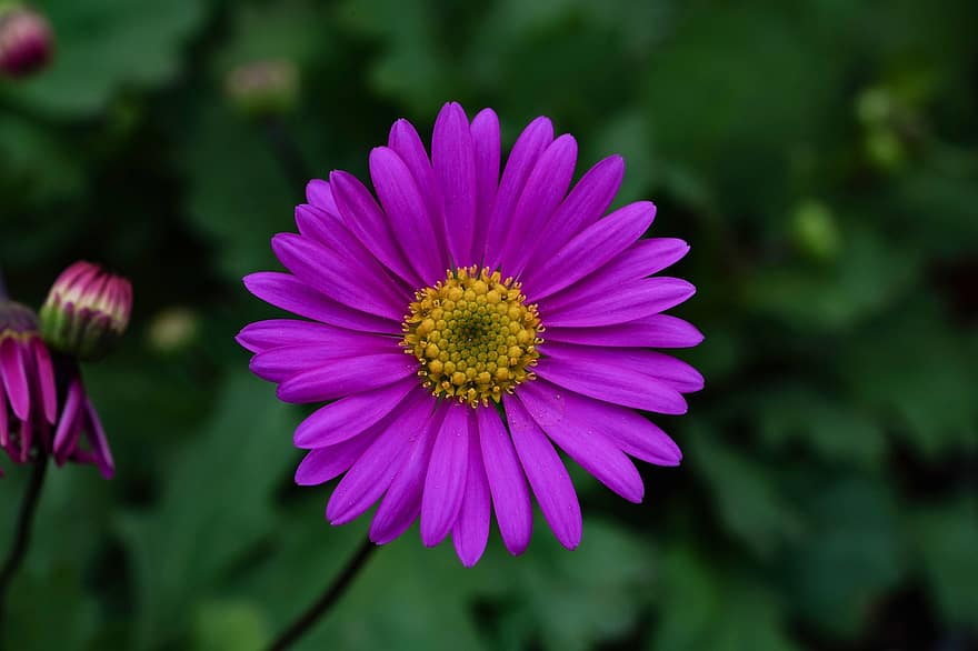 flor silvestre, flor Purpura, primavera, Flores de primavera, planta, macro, de cerca, flor, verano, pétalo, cabeza de flor