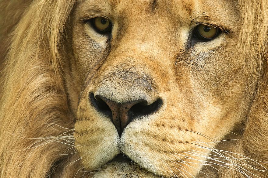 Löwe, gelbbraun, Raubtier, Afrika, Mähne, Safari, Zoo, wild, männlich, Fleischfresser, Savanne
