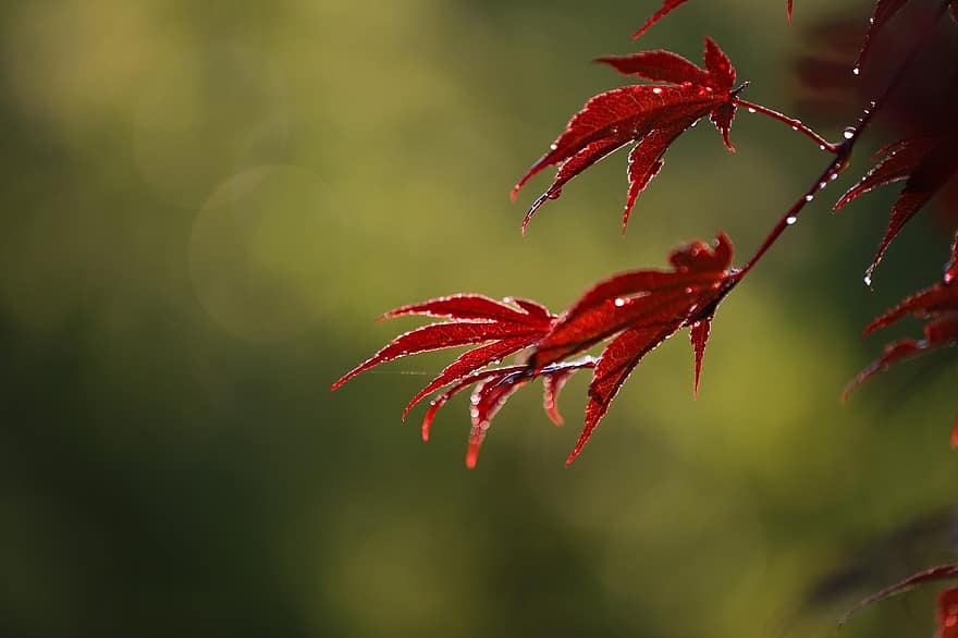 Japanse esdoorn, esdoorn-, esdoorn blad, bladeren, rood blad, natuur, blad, detailopname, herfst, fabriek, seizoen