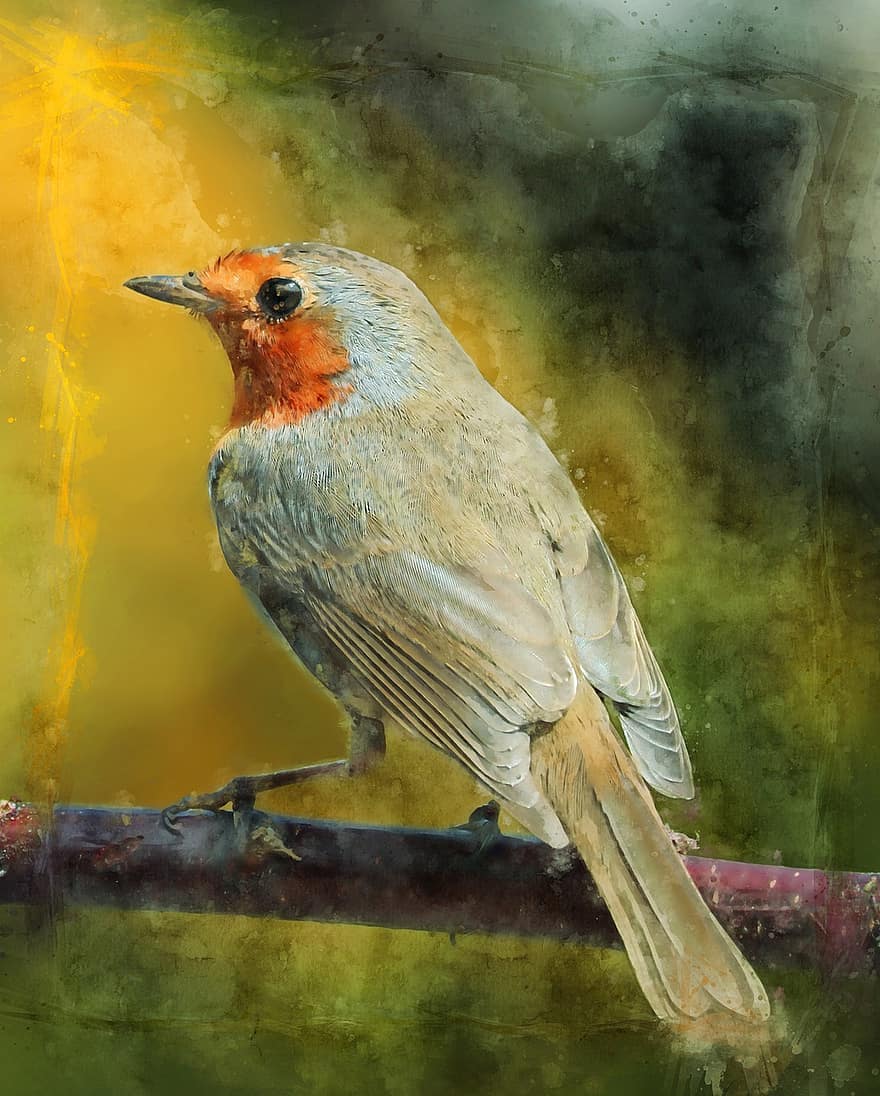 robin, robin redbreast, bức vẽ, chim, chim sơn ca, động vật hoang dã, mỏ, lông vũ, cận cảnh, một con vật, nhiều màu