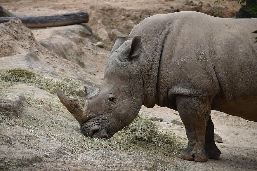 rhinocéros, animal sauvage, zoologie, mammifère, Houston Zoo, Houston, Texas, faune, la nature, animaux à l'état sauvage, Afrique