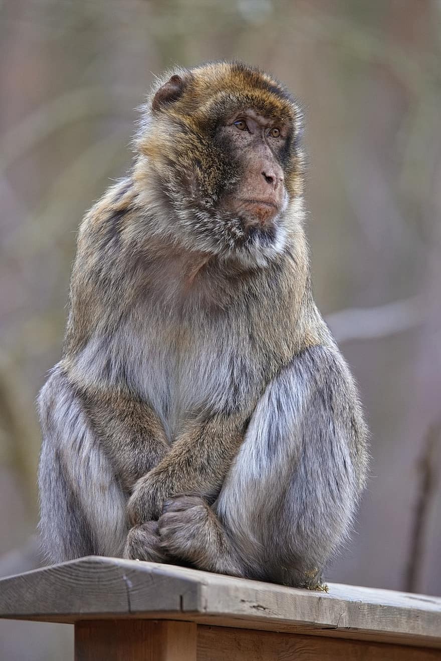 barbary macaque, dyr, primat, dyreliv, pattedyr, Zoo, abe, arter, dyr i naturen, makak, nuttet