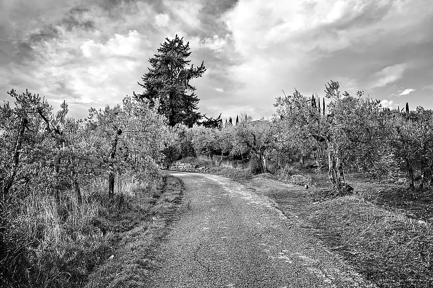 Trees, Olive Trees, Path, Outdoors, Nature, Monochrome, Travel