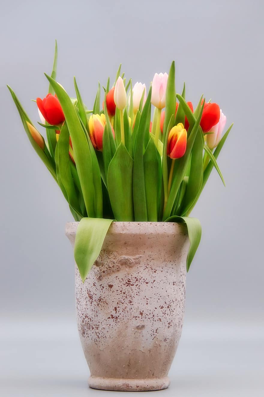 blomma, tulpaner, vår, dekoration, tulpan, grön färg, friskhet, växt, vas, bukett, springtime