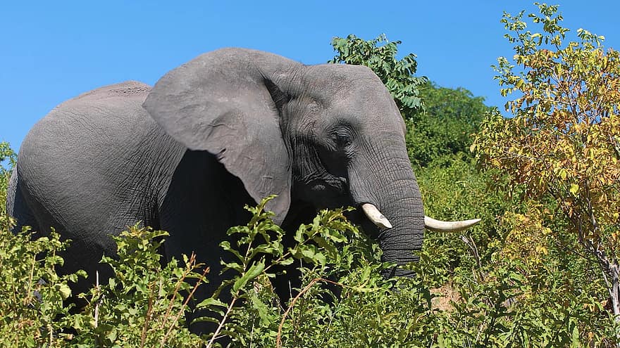elefant, dyr, dyreliv, natur, Skov, dyr i naturen, Afrika, safari dyr, dyre trunk, truede arter, stor