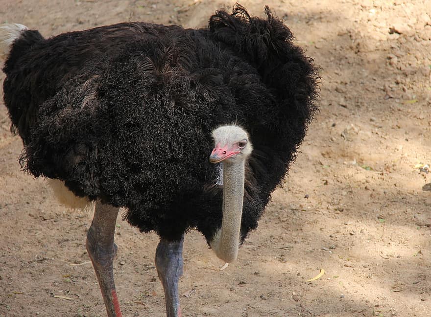 Ostrich, Bird, Animal, Zoo, Head, Emu, Neck, Feathers, Wildlife, Animal Photography