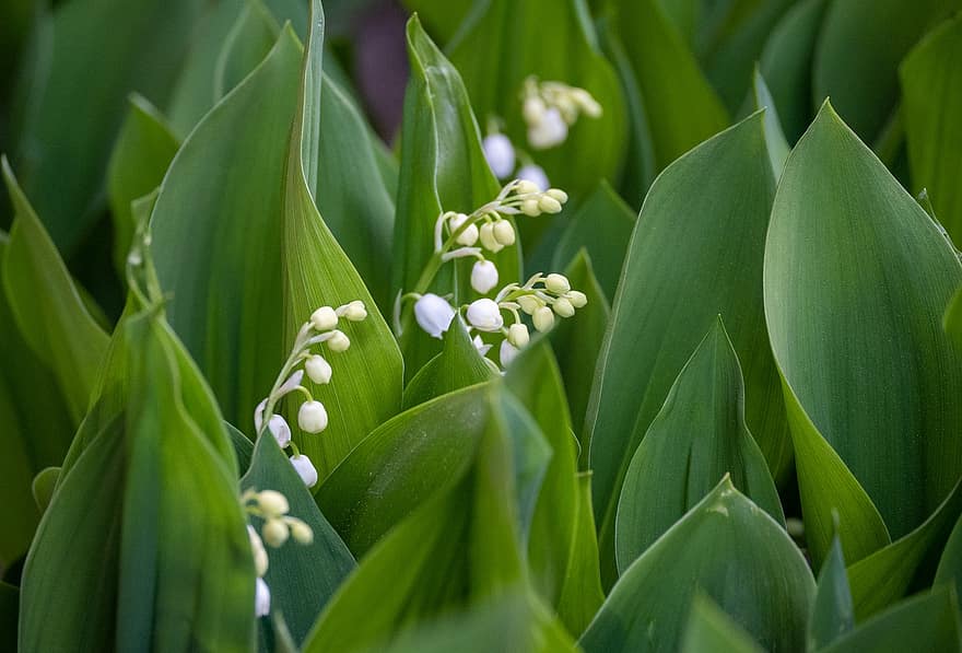 Lilies Of The Valley, Nature, Flowers, Spring, Botany, Growth, Seasonal, Bloom, close-up, plant, green color