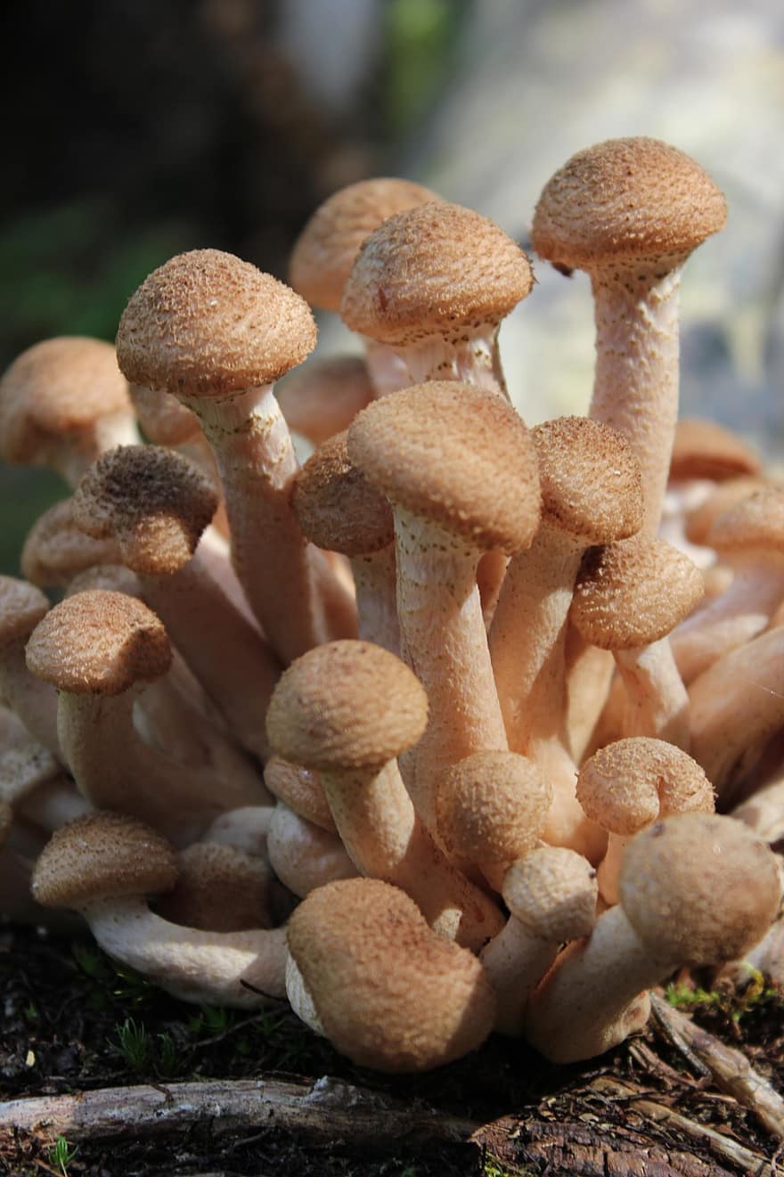 cogumelos, plantas, cogumelo, micologia, floresta, Armillaria Mellea, fungo, selvagem