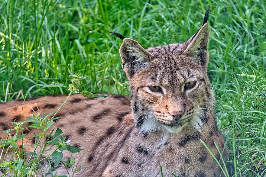 Lynx, Eurasian Lynx, Big Cat, Wild Cat, Carnivore, Predator, Mammal, Animal, Wild Animal, Wildlife, Wilderness