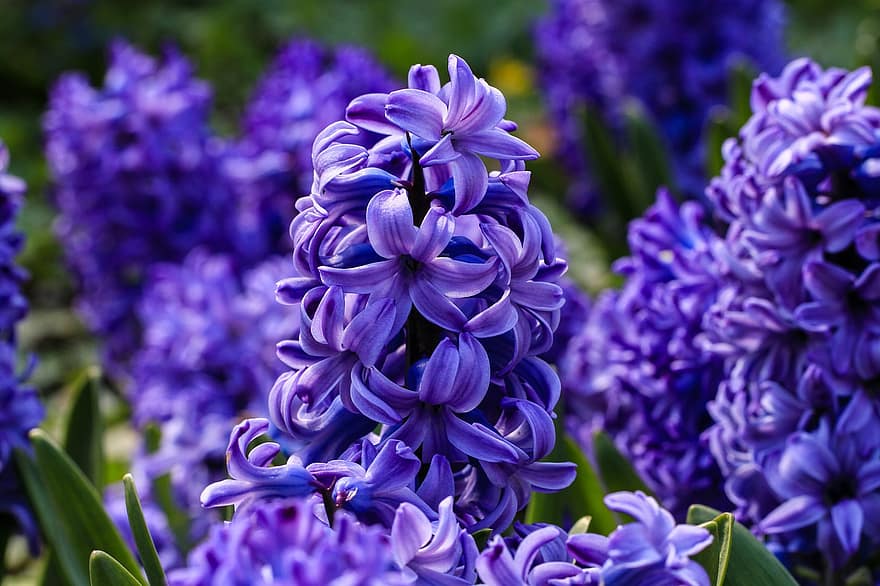 blommor, hyacint, botanik, violett, blomma, vår, flora, tillväxt, natur, makro, närbild