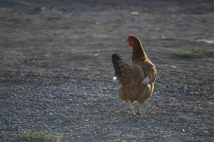 Bird, Chicken, Farm Animal, Iran, Qom Province, Kavir National Park