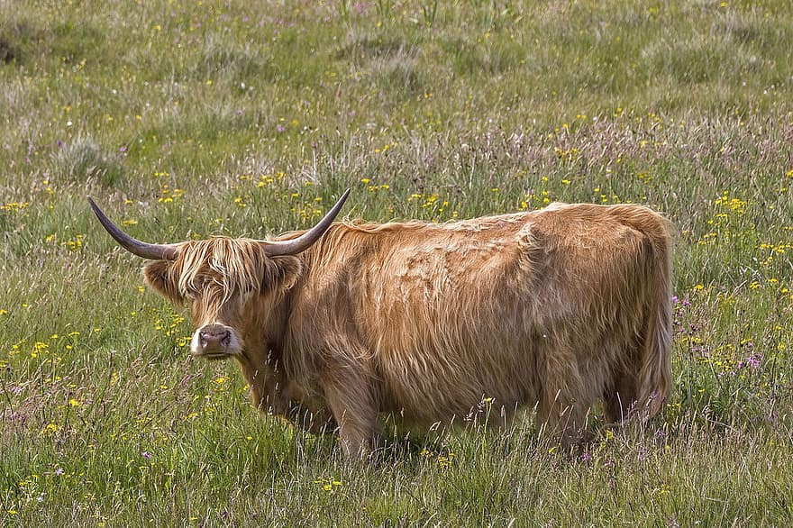Hairycoo, Cow, Livestock, Pasture, Meadow, Animal, Cattle, Nature, Rural, Agriculture, Fur