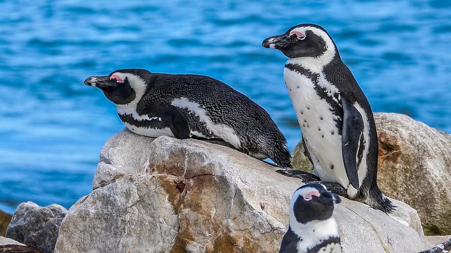 тварини, птахів, пінгвіни, африканські пінгвіни, Капські пінгвіни, Південноафриканські пінгвіни, дикої природи, фауна, узбережжі, валуни пляж
