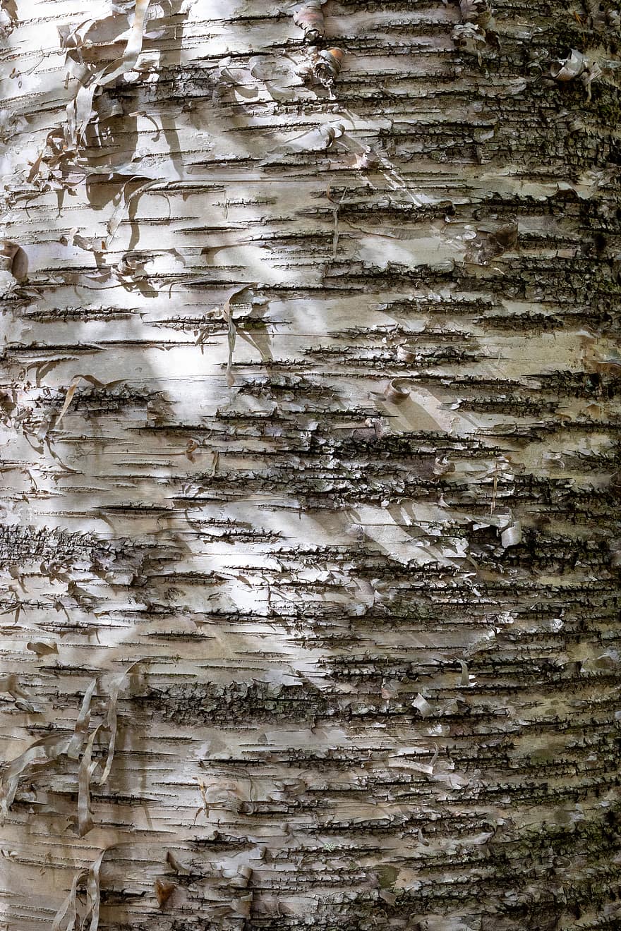 birch, tree, texture, bark, forest, woods, contrast, sunlight, nature, outdoors, close up