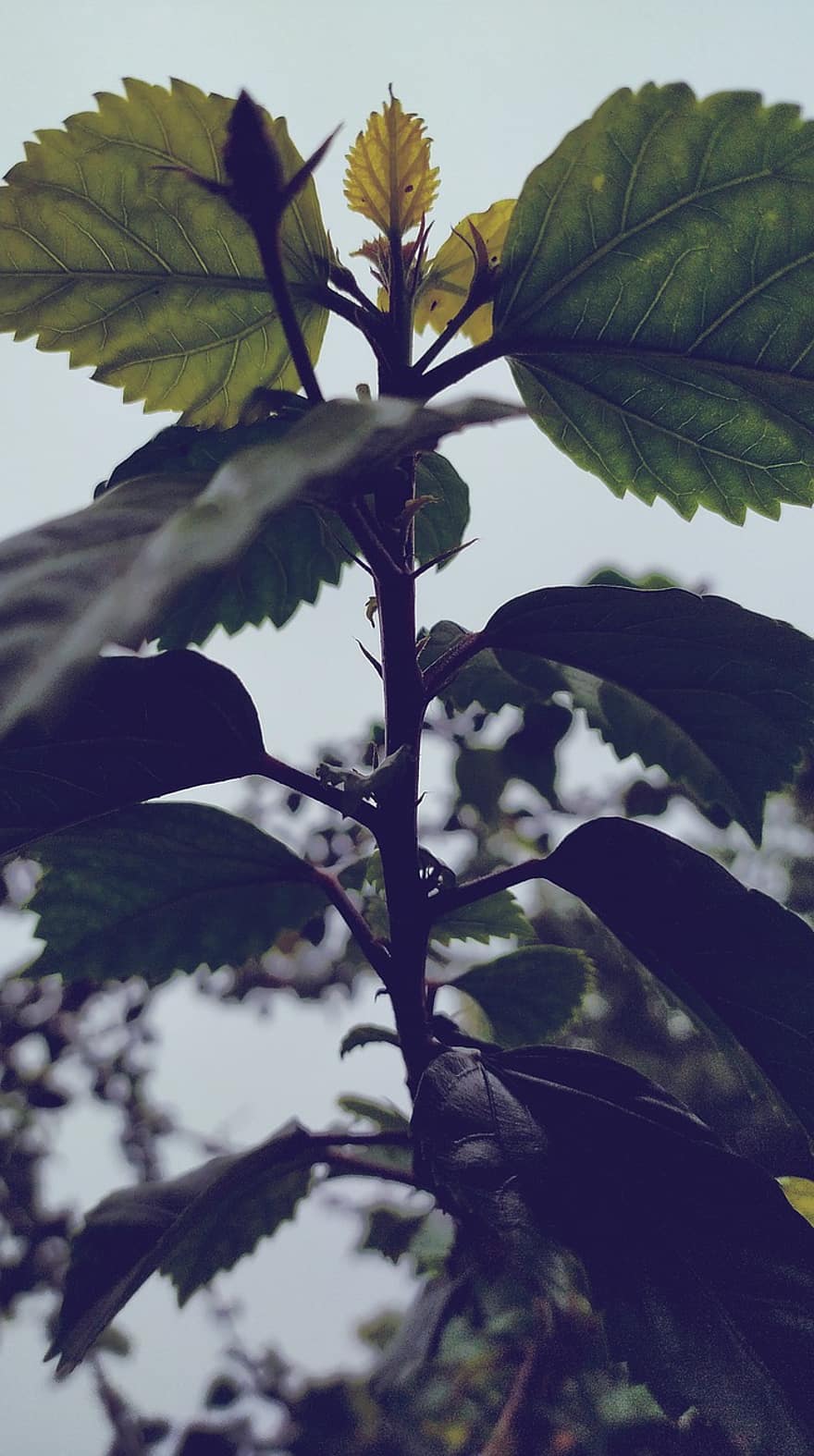 foglie verdi, foglie di ibisco, pianta di ibisco, pianta, verdura, sfondo