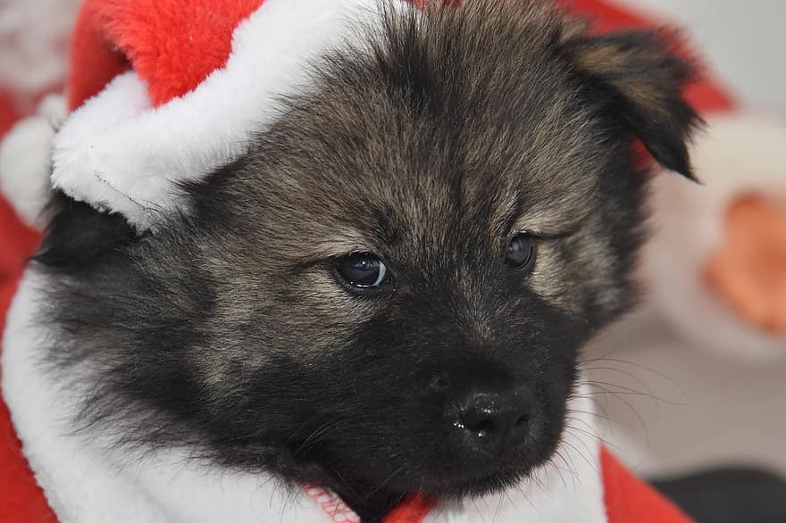 جرو يوراسيير ، صورة الكلب ، قبعة عيد الميلاد ، كلب مقنع ، جرو قناع أسود ، أوراسي ، كلب ، الكلب ، جذاب ، الحيوانات الأليفة ، جرو